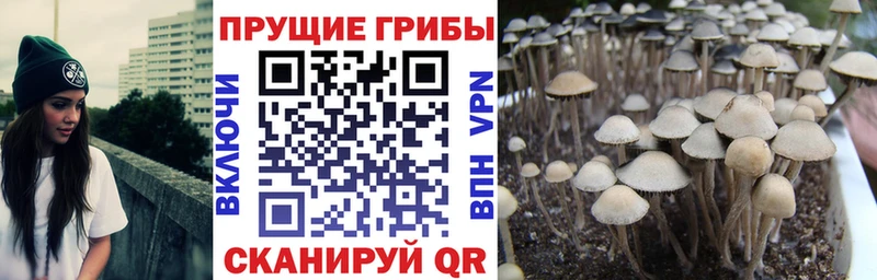 Купить закладки  Шали  Галлюциногенные грибы мицелий